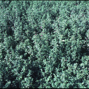 Field of alfalfa