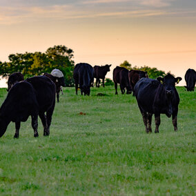 Angus cattle feed in pasture