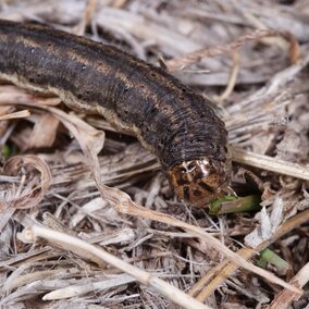 army cutworm caterpillar