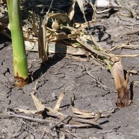 Bacterial stalk rot in corn