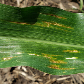 Bacterial leaf streak on corn