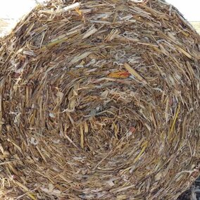 Figure 1. Corn stalk residue with downed ears, baled and ready to use. (Photo by Jenny Rees)