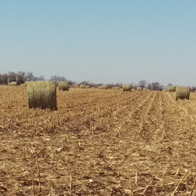 Large round bales of corn residue in the field