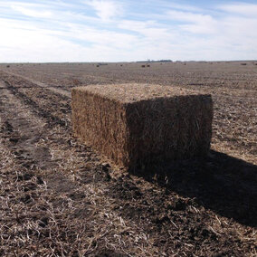 Baled soybean residue in a field