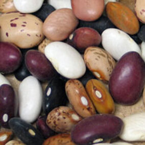 Dry edible beans