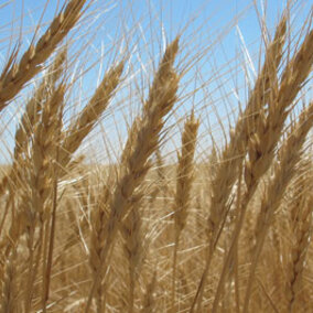 Wheat field