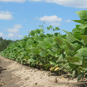 Dry edible beans in a research plot at the Panhandle Research and Extension Center