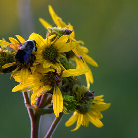 Bee on flower