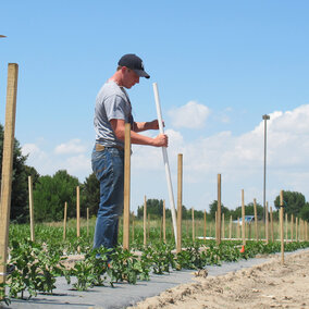 Graduate student Ben Samuelson and research technician John Stark install poles and twine for  trellising to support the young pepper plants in the research plot at Scottsbluff. Extension  Educator Gary Stone is in the background