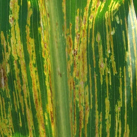 Bacterial Leaf Streak of Corn