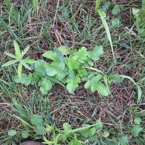 Broadleaf weeds 