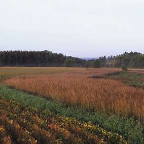 Grass and tree riparian buffer
