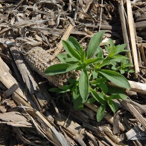 kochia plant growing in a field