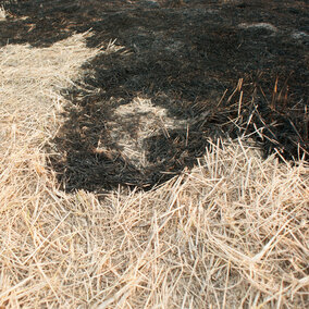 Burned field