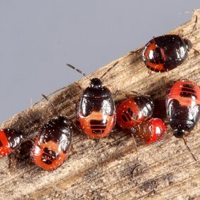 burrower bug nymphs