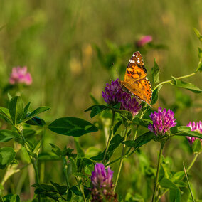 Bright orange butterfly perched on vibrant purple clover flowers in a green meadow.