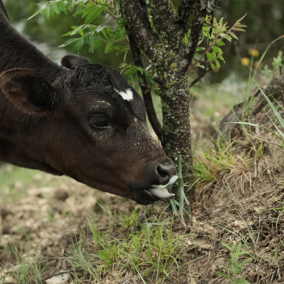 calf eating young yucca plant