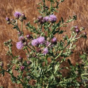 Canada thistle plant