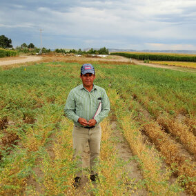 Carlos Urrea in a field of chickpea disease resistance trials.