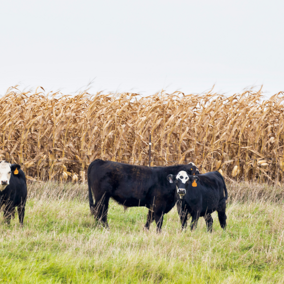 Cattle feed in pasture adjacent to corn field