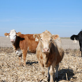 Cattle grazing cornstalks