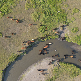 cattle drink from stream during drought