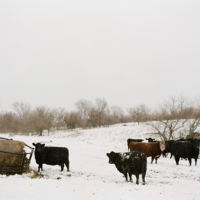 Cattle eating hay during winter