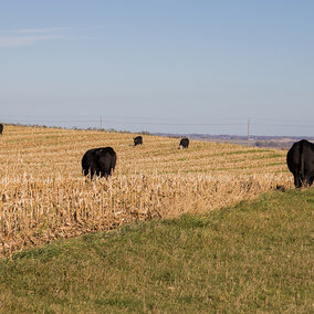 Angus cattle graze corn residue field under a blue sky