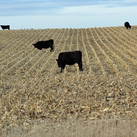 The Crop Residue Exchange continues to expand to better connect livestock producers with available forage resources.