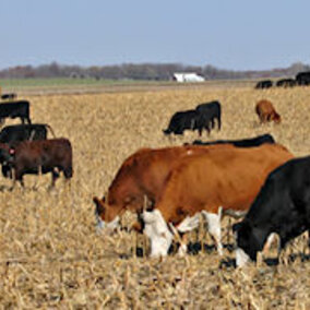 Grazing an additional 10% of available acres of corn residue could increase income for crop producers by more than $6 million.  (Photo courtesy of USDA)