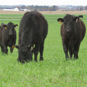 Cattle grazing cover crops