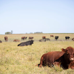 Beef cattle grazing in a dry fall pasture with one animal resting in the foreground as others graze in the distance.