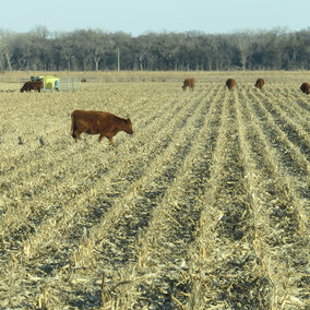 Cattle grazing a corn field