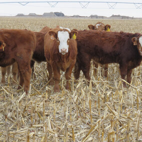 Cattle grazing in corn stalks