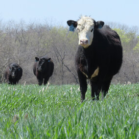 Cattle grazing cereal rye cover crop near Tecumseh on April 9, 2016. (Photo by Mary Drewnoski)