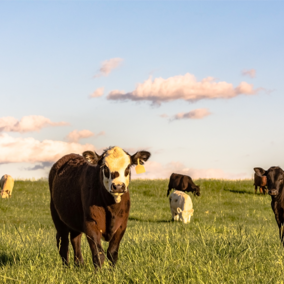 Cattle grazing pasture during spring