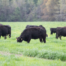 Cattle grazing ryegrass