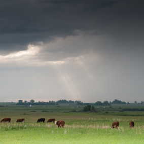 Cattle grazing pasture under storm clouds