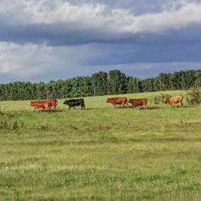 Cattle walking through pasture below storm clouds