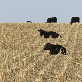 Cattle grazing in corn stalks