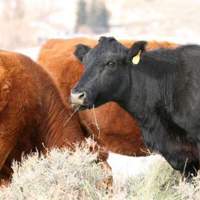 Cattle eating hay during winter