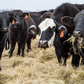 Cattle eating hay