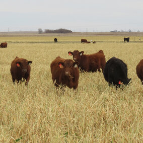 Figure 1. Steers grazing a mix of oats, turnips and radishes in mid-December. At this point in Experiment 4 there was still 1.5 ton dry matter per acre and calves grazed until mid-January when the weather ended grazing due to the forage being iced to the ground.