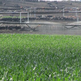 Irrigation in corn near a cattle feedlot with cattle