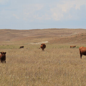 cattle grazing on drought damaged-pasture