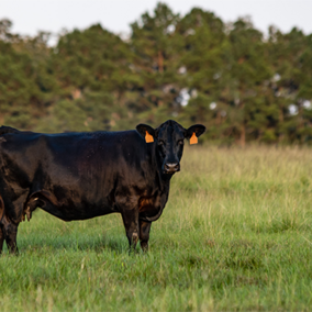 Cattle grazing field