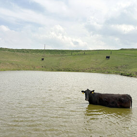 black cow stands in pond near pasture