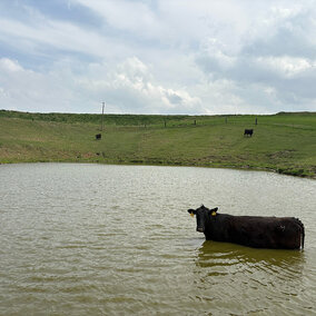 beef cow stands in pond on farm