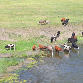 Cattle drinking from pond