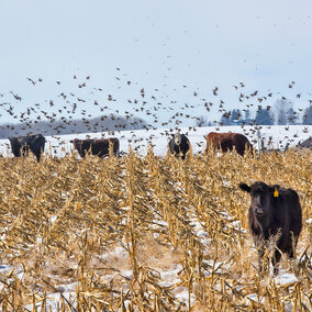 Cattle in snowy cornstalks